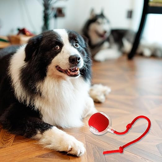 Interactive Rolling Ball for Dogs & Cats